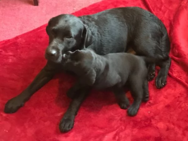 cuccioli labrador mille  disponibili | Foto 2