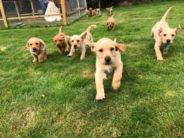 cuccioli labrador mille  disponibili