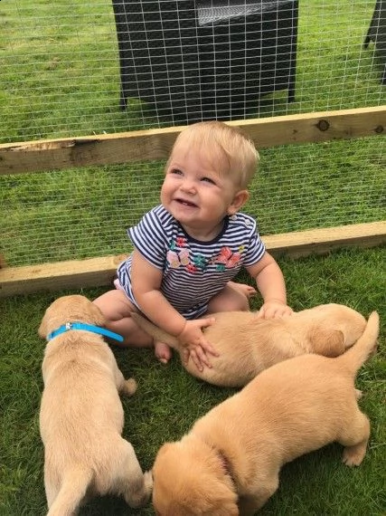 cuccioli labrador mille  disponibili | Foto 0
