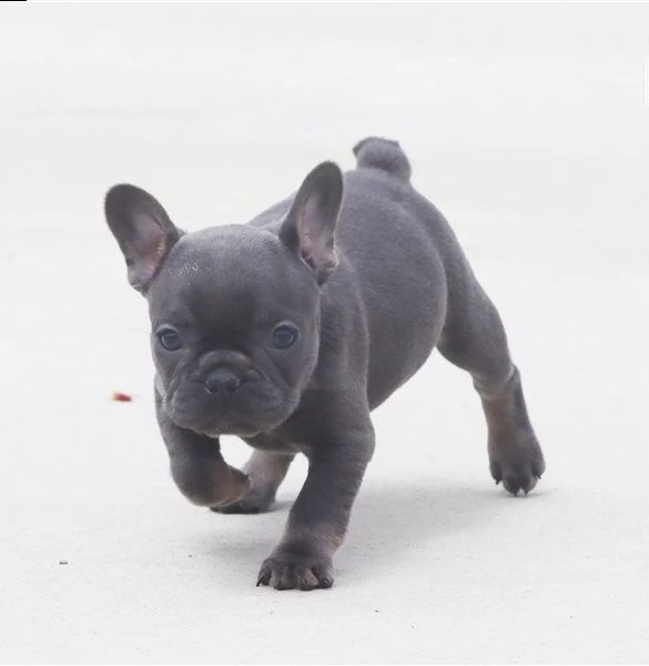 splendida cucciolata bouledogue francesi