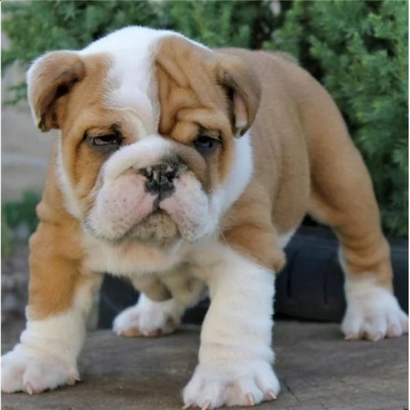 cuccioli bulldog inglese con pedigree enci
