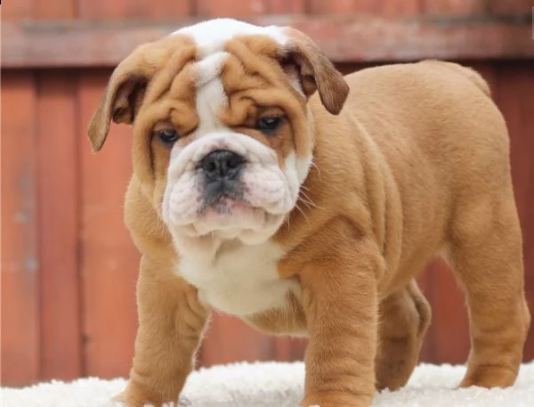disponibili  cuccioli bulldog inglese con pedigree 