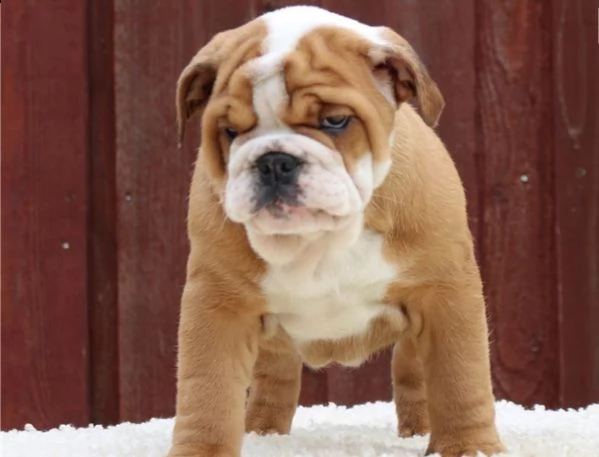 disponibili  cuccioli bulldog inglese con pedigree  | Foto 2