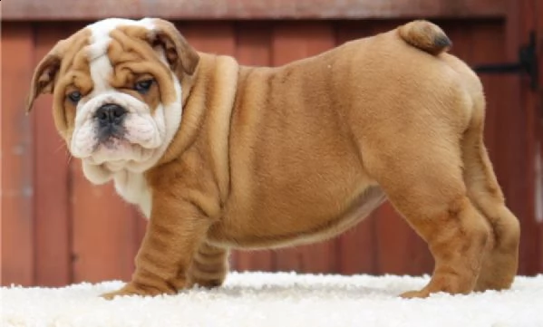 disponibili  cuccioli bulldog inglese con pedigree  | Foto 1