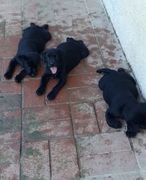 cuccioli di labrador disponibili