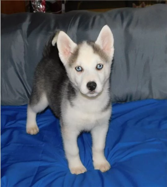 siberian husky cucciolata occhi azzurri