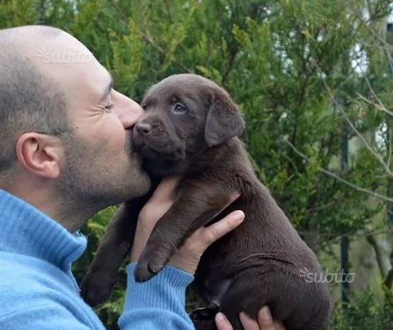 bellissima cuccioli di labrador neri e chocolate