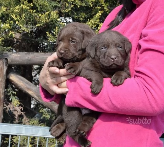 bellissima cuccioli di labrador neri e chocolate | Foto 3
