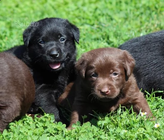 bellissima cuccioli di labrador neri e chocolate | Foto 2