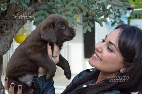 bellissima cuccioli di labrador neri e chocolate | Foto 1