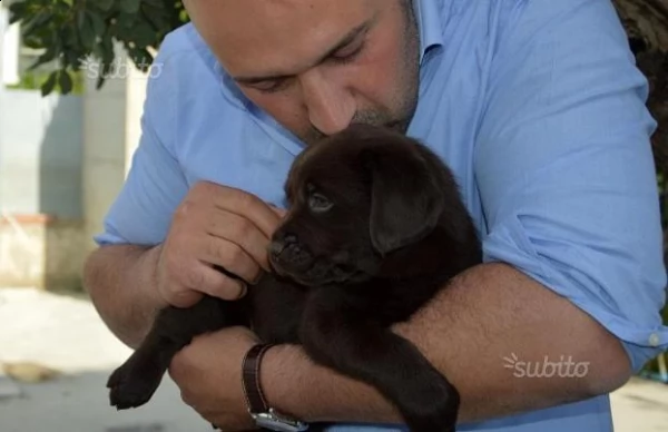 bellissima cuccioli di labrador neri e chocolate | Foto 0