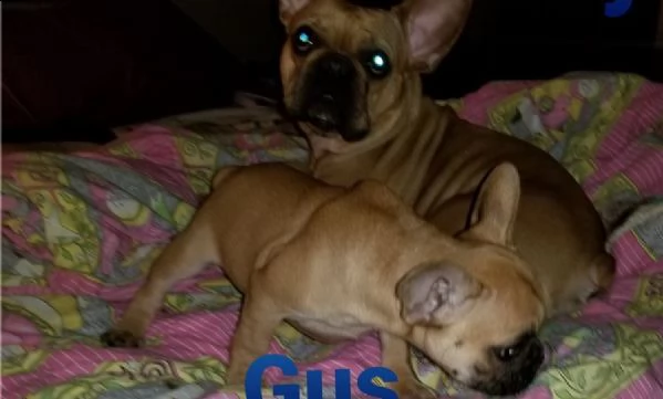 bouledogue francese meravigliosi cuccioli
