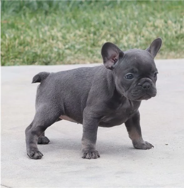 bouledogue francese meravigliosi cuccioli | Foto 0