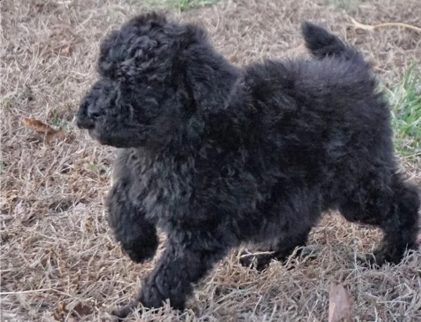 disponibili  barboncini nani toy  neri bianchi cioccol | Foto 1