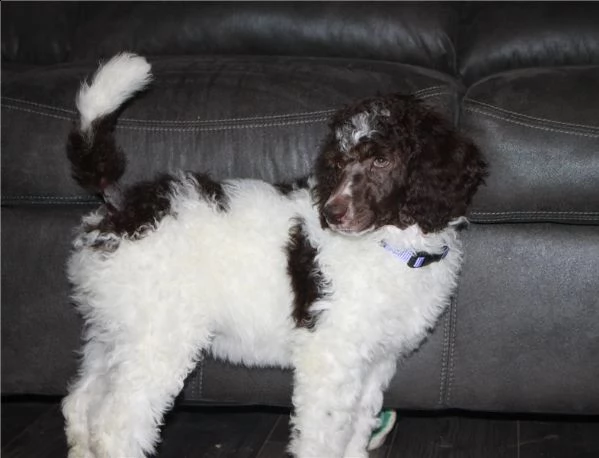 disponibili  barboncini nani toy  neri bianchi cioccol | Foto 0