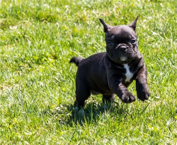 bellissimo bouledogue francese pedigree enci
