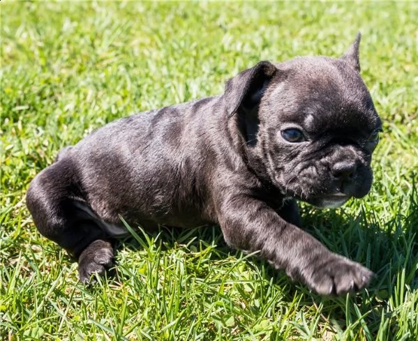 bellissimo bouledogue francese pedigree enci | Foto 2