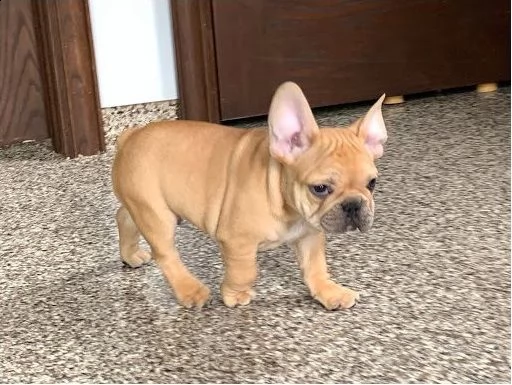 cuccioli di bulldog francese con pedigree enci