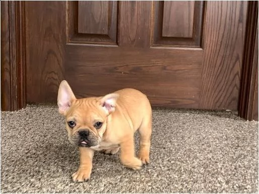 cuccioli di bulldog francese con pedigree enci | Foto 2