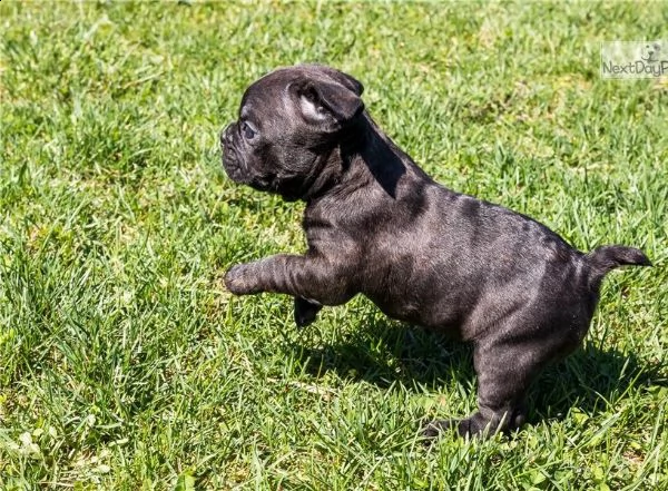 cuccioli di bulldog francese con pedigree enci | Foto 1
