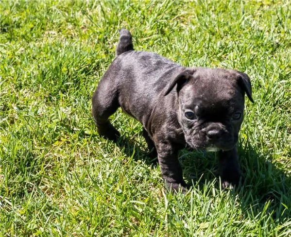 cuccioli di bulldog francese con pedigree enci | Foto 0
