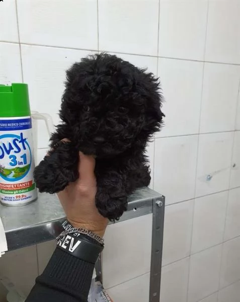 cuccioli barboncini toy e nani