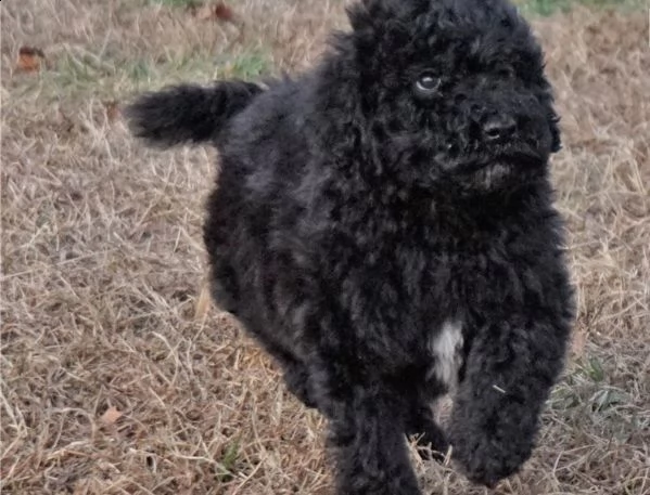 cuccioli barboncini toy e nani | Foto 2