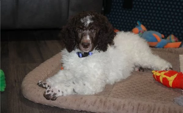 cuccioli barboncini toy e nani | Foto 1