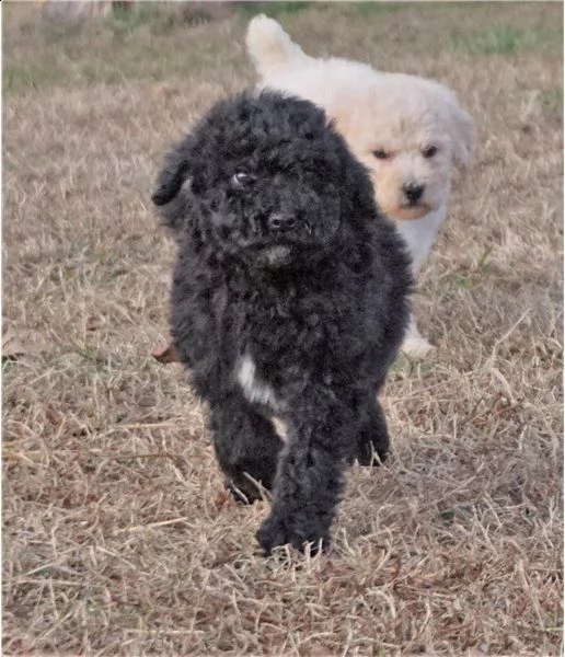 cuccioli barboncini toy e nani | Foto 0