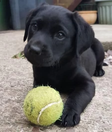 cucciolotti di labrador retriver disponibili | Foto 2