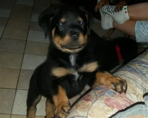 cuccioli di rottweiler disponibili con pedigree | Foto 2