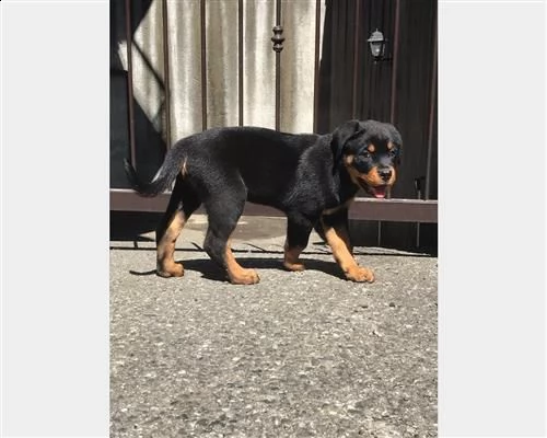 cuccioli di rottweiler disponibili con pedigree