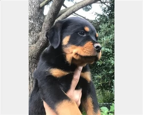 cuccioli di rottweiler disponibili con pedigree | Foto 0