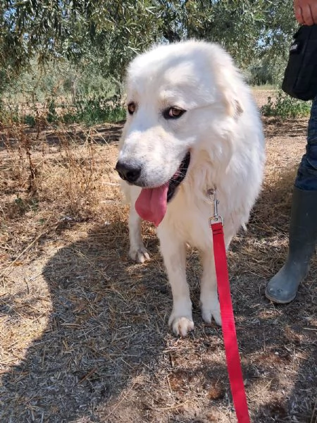 ORSETTO CERCA CASA  | Foto 1