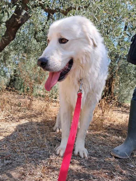 ORSETTO CERCA CASA  | Foto 0