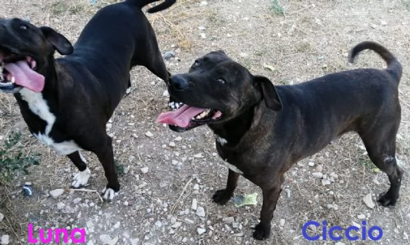 CICCIO – una vita in canile, ora sogna una famiglia  | Foto 0