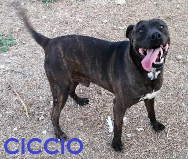 CICCIO – una vita in canile, ora sogna una famiglia 