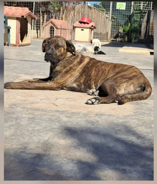 LUCKY  SIMIL CANE CORSO 