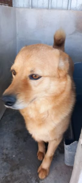 CESARE I suoi occhi parlano | Foto 1