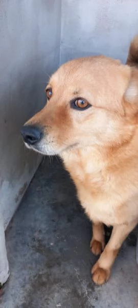 CESARE I suoi occhi parlano | Foto 0