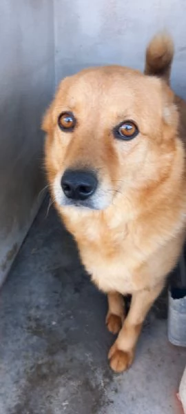 CESARE I suoi occhi parlano