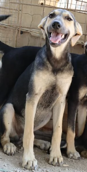 CHINOTTO aspetta una famiglia