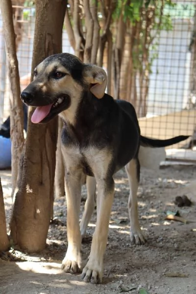 CHINOTTO aspetta una famiglia | Foto 2