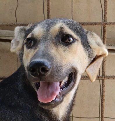 CHINOTTO aspetta una famiglia | Foto 1