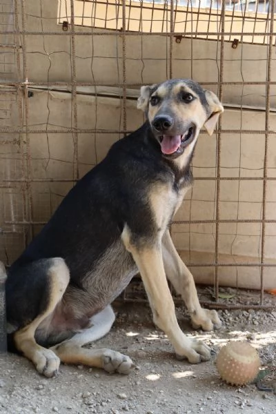 CHINOTTO aspetta una famiglia | Foto 0
