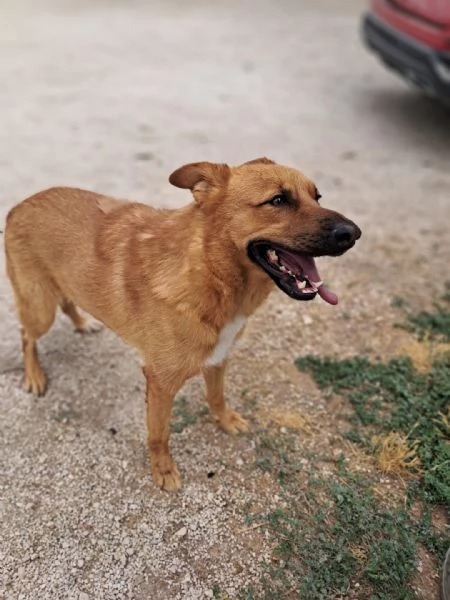 HOLLY aitante giovanotto | Foto 1