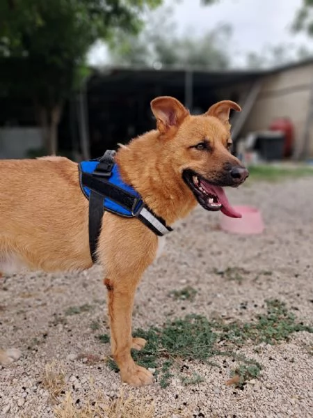 HOLLY aitante giovanotto