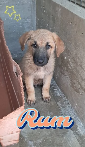 RUM fratellino di Whisky | Foto 0