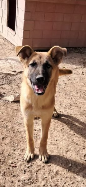 RUM fratellino di Whisky