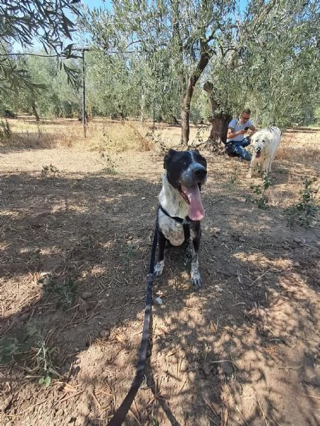 FENICE, dolcissima cagnolona | Foto 1